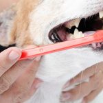 Ways of brushing your dog’s teeth