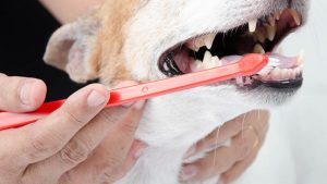 Ways of brushing your dog’s teeth