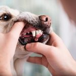 animal testing in dentistry