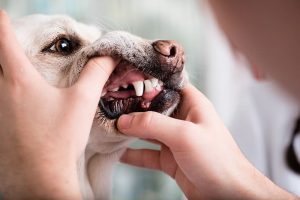 animal testing in dentistry
