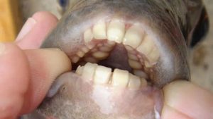 Animals With Human-like Teeth